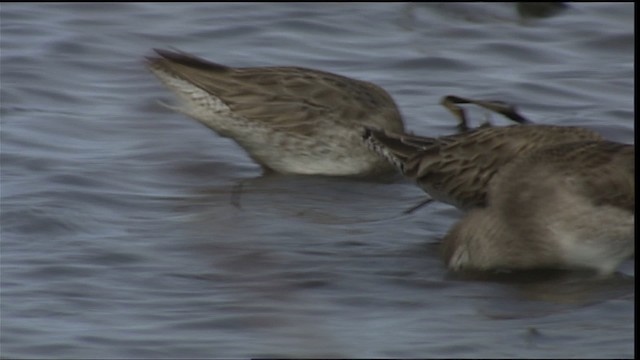 Short-billed/Long-billed Dowitcher - ML401989