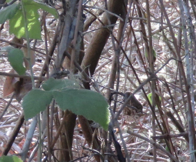 Fox Sparrow - ML401989171