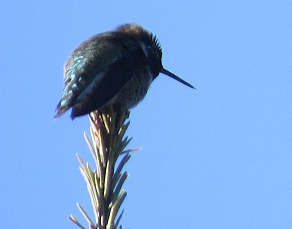 Anna's Hummingbird - ML401989221