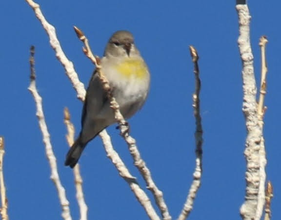 Lawrence's Goldfinch - ML401989391