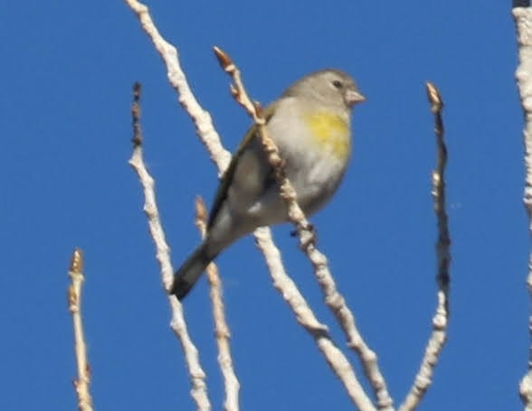 Lawrence's Goldfinch - ML401989511