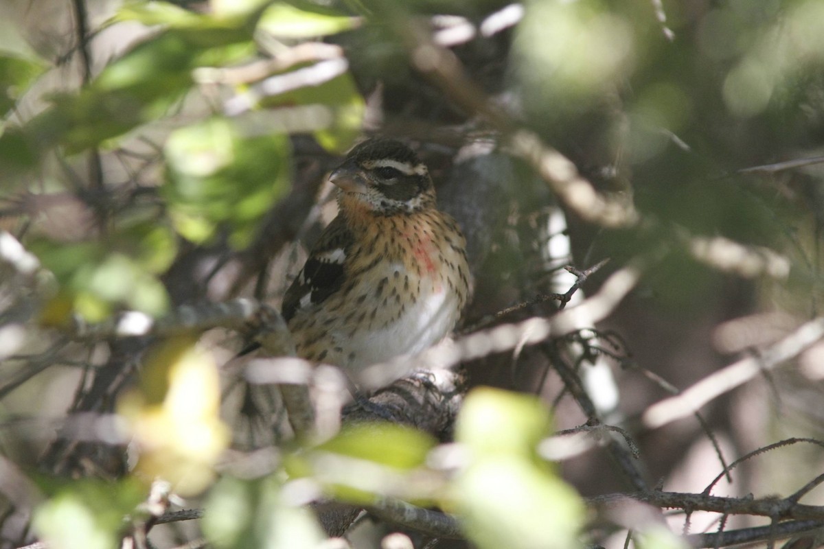 Rose-breasted Grosbeak - ML40198981