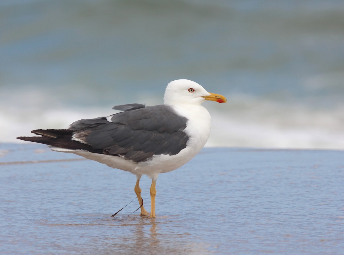 Lesser Black-backed Gull - ML40198991