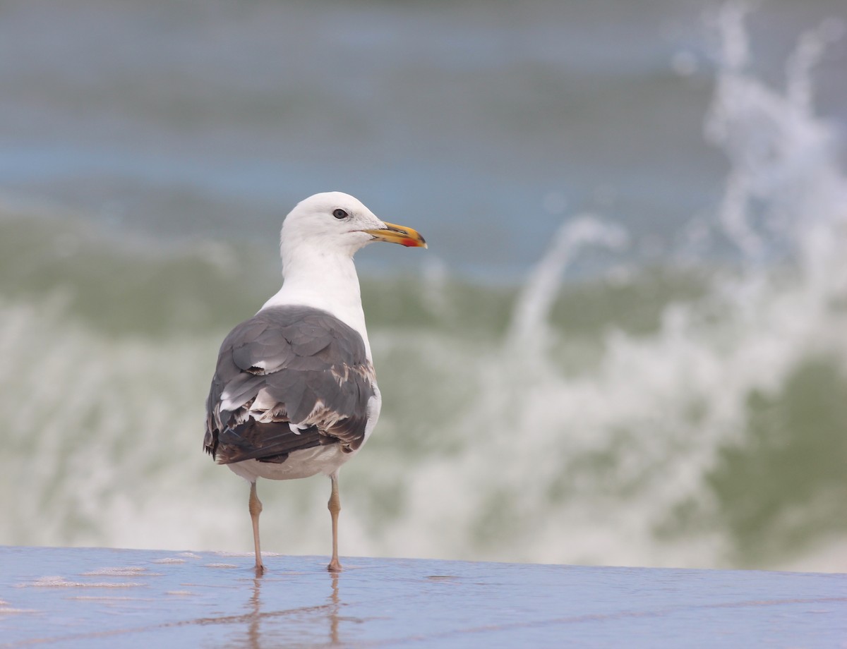 Lesser Black-backed Gull - ML40199001