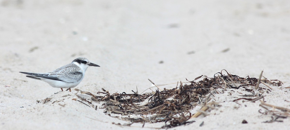 Least Tern - ML40199011