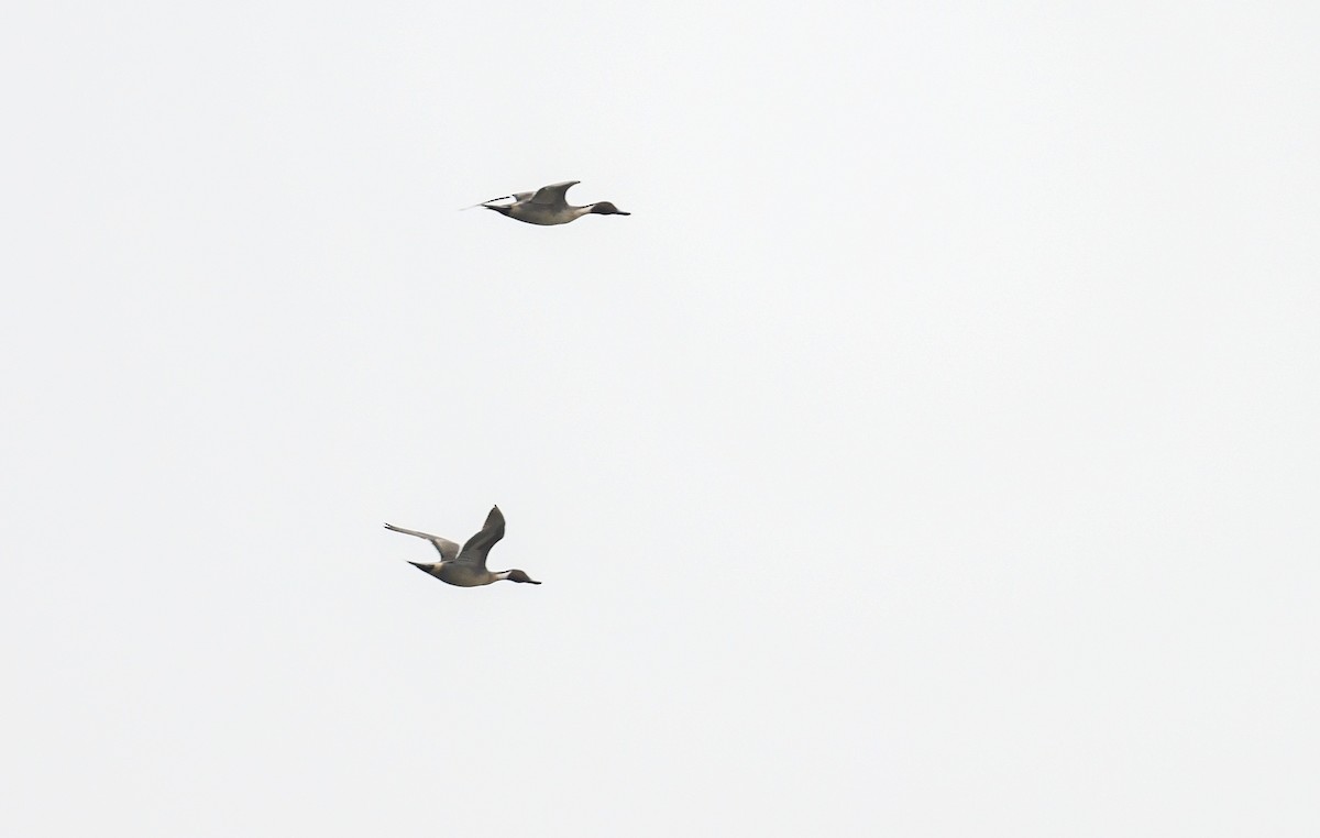 Northern Pintail - ML401990411