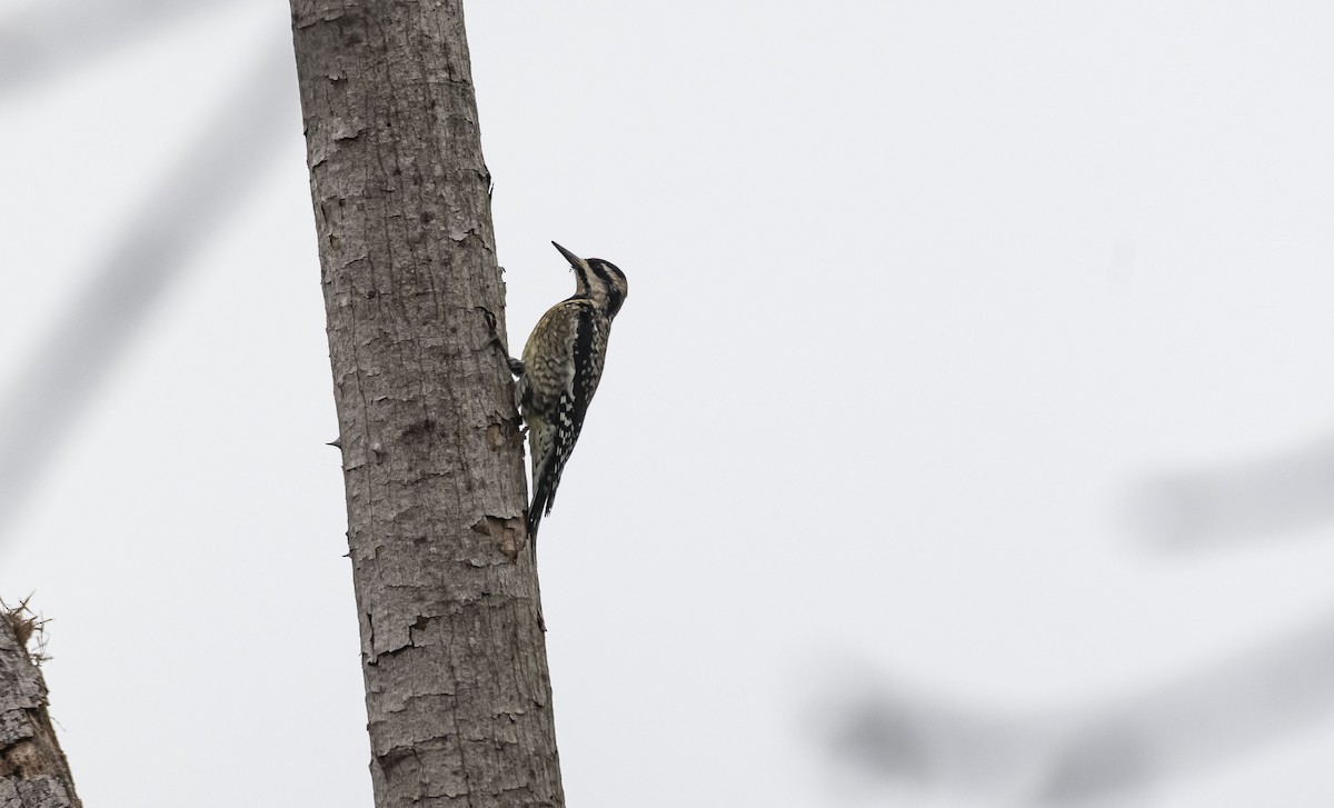 Yellow-bellied Sapsucker - ML401990471