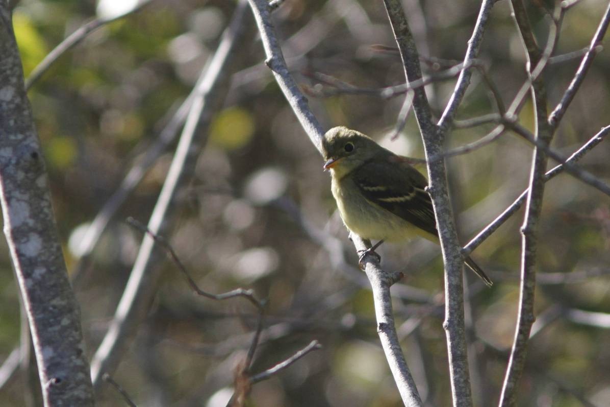 Yellow-bellied Flycatcher - ML40199051