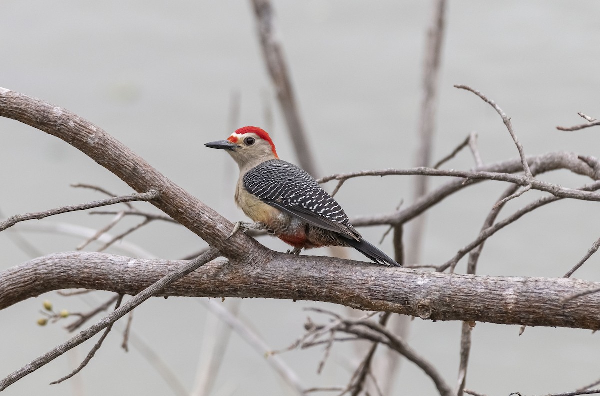 Golden-fronted Woodpecker - ML401990611