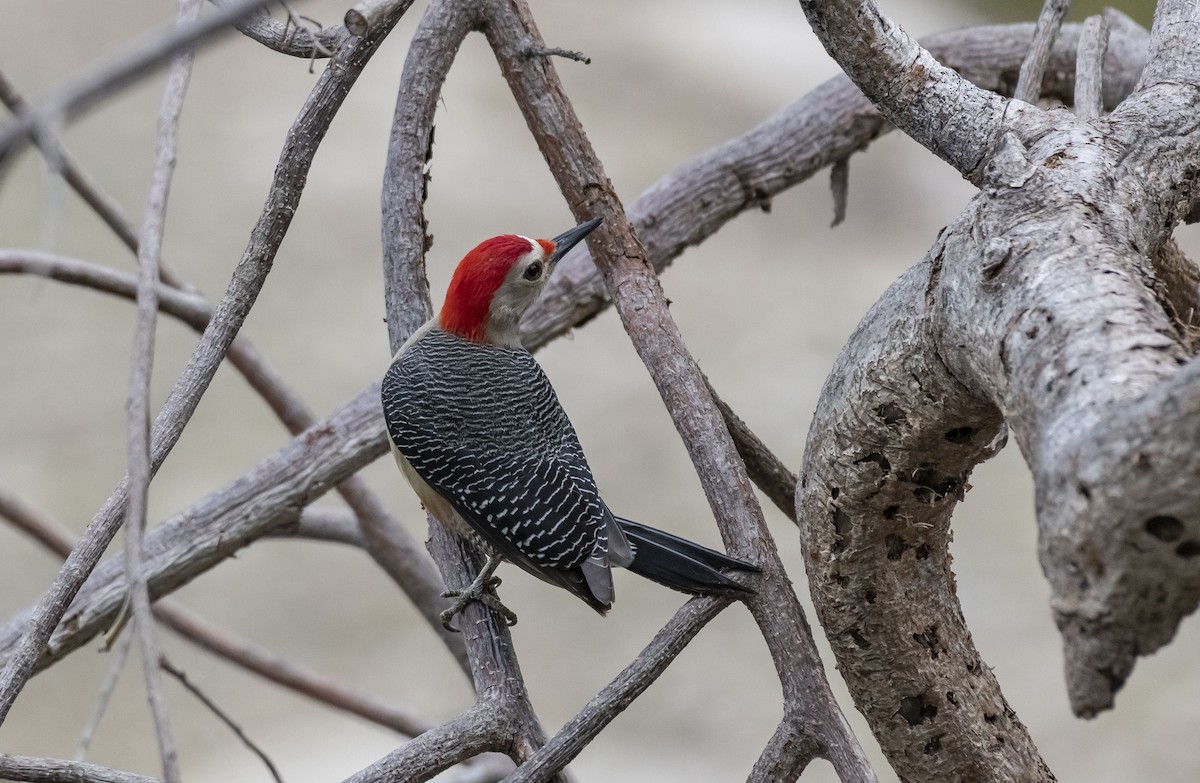 Golden-fronted Woodpecker - ML401990621