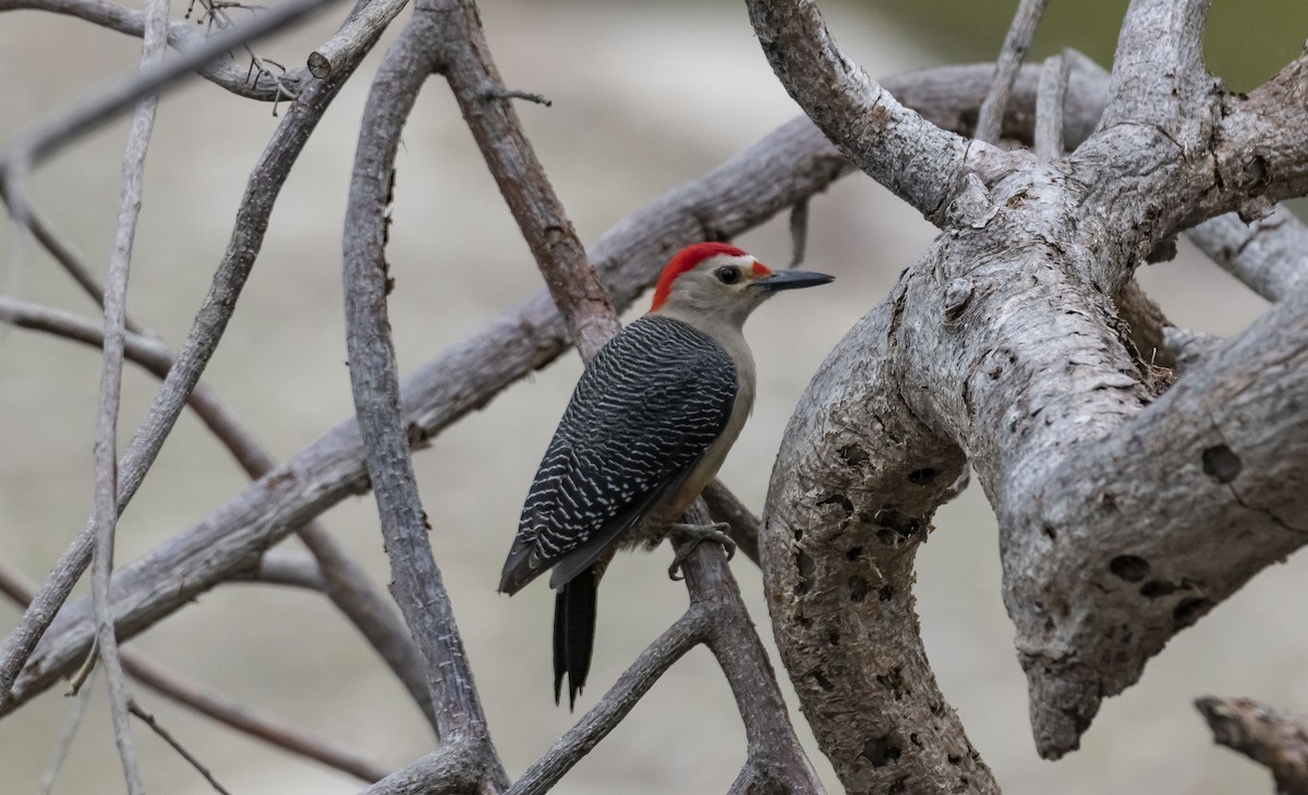 Golden-fronted Woodpecker - ML401990631