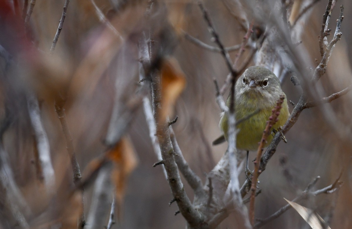 Orange-crowned Warbler - ML401990641