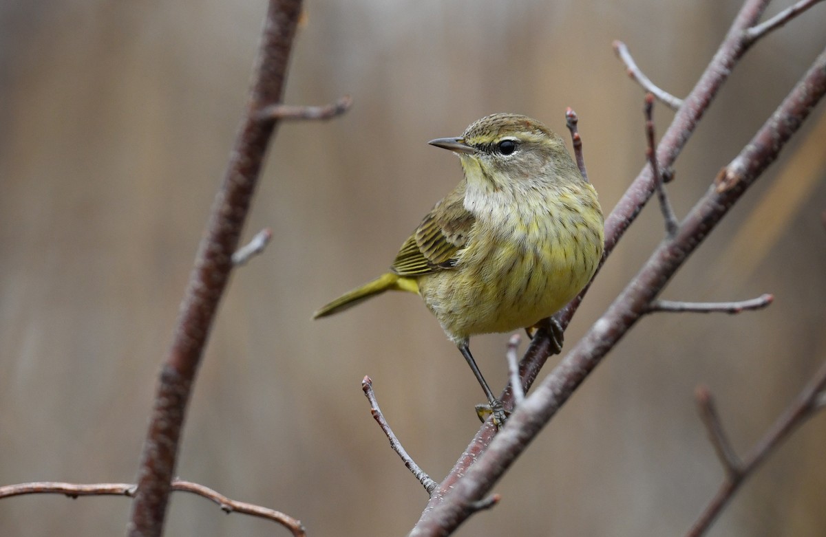 Palm Warbler - ML401990691