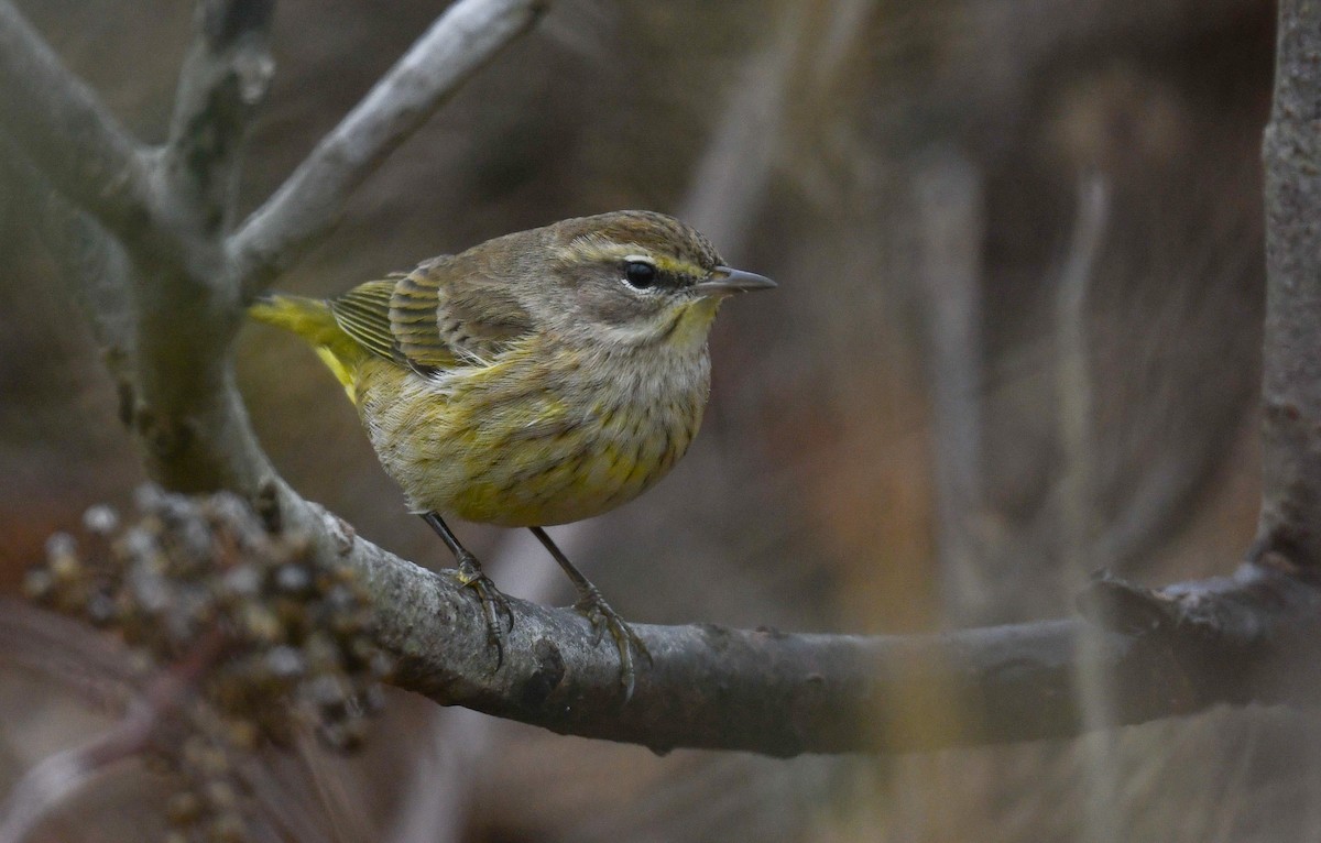 Palm Warbler - Sean Sime