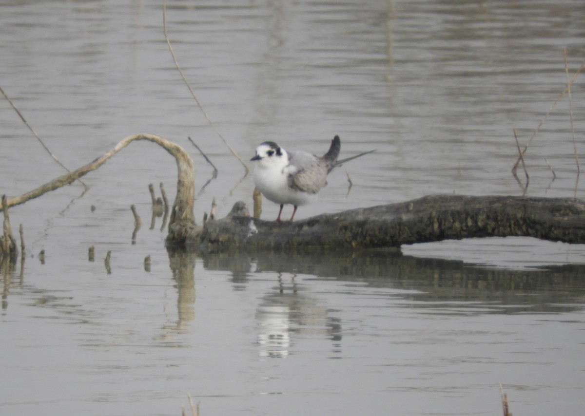 Weißflügel-Seeschwalbe - ML401992841