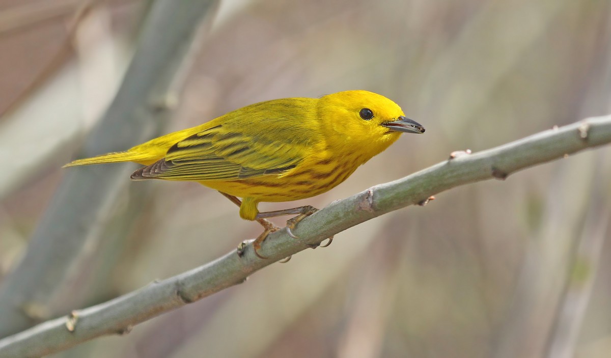 Yellow Warbler - Ryan Schain