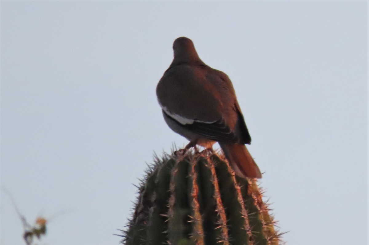 White-winged Dove - Claudius  Feger