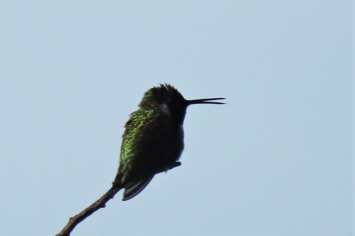 Costa's Hummingbird - Claudius  Feger