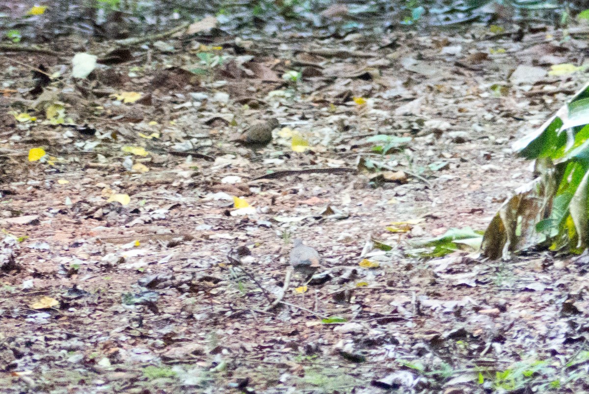 Blue Ground Dove - ML401995951