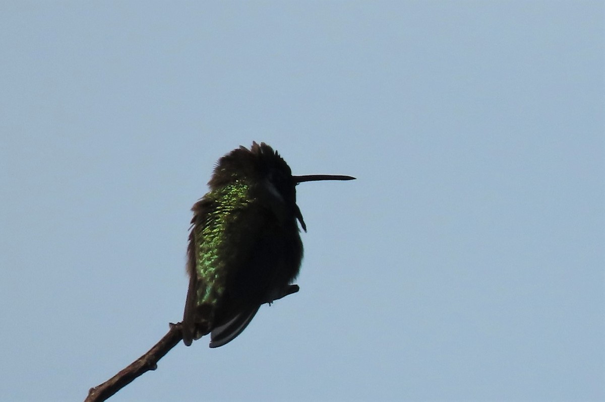 Costa's Hummingbird - Claudius  Feger