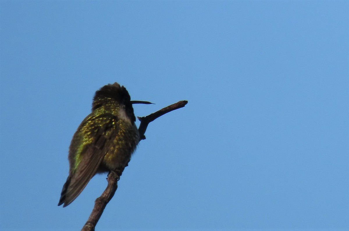Costa's Hummingbird - Claudius  Feger