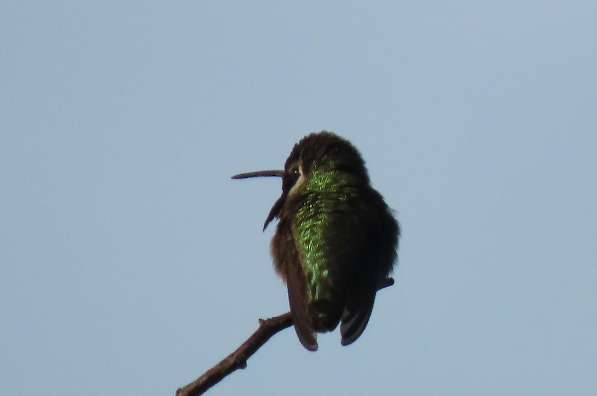 Costa's Hummingbird - Claudius  Feger