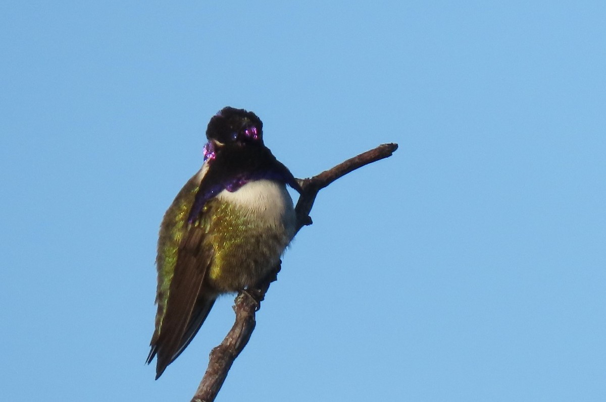 Costa's Hummingbird - Claudius  Feger