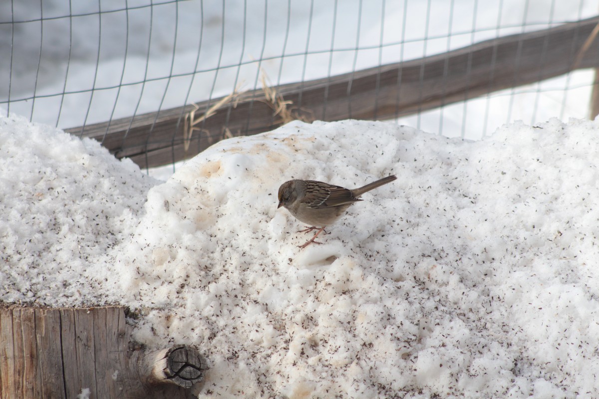 Golden-crowned Sparrow - ML401997291