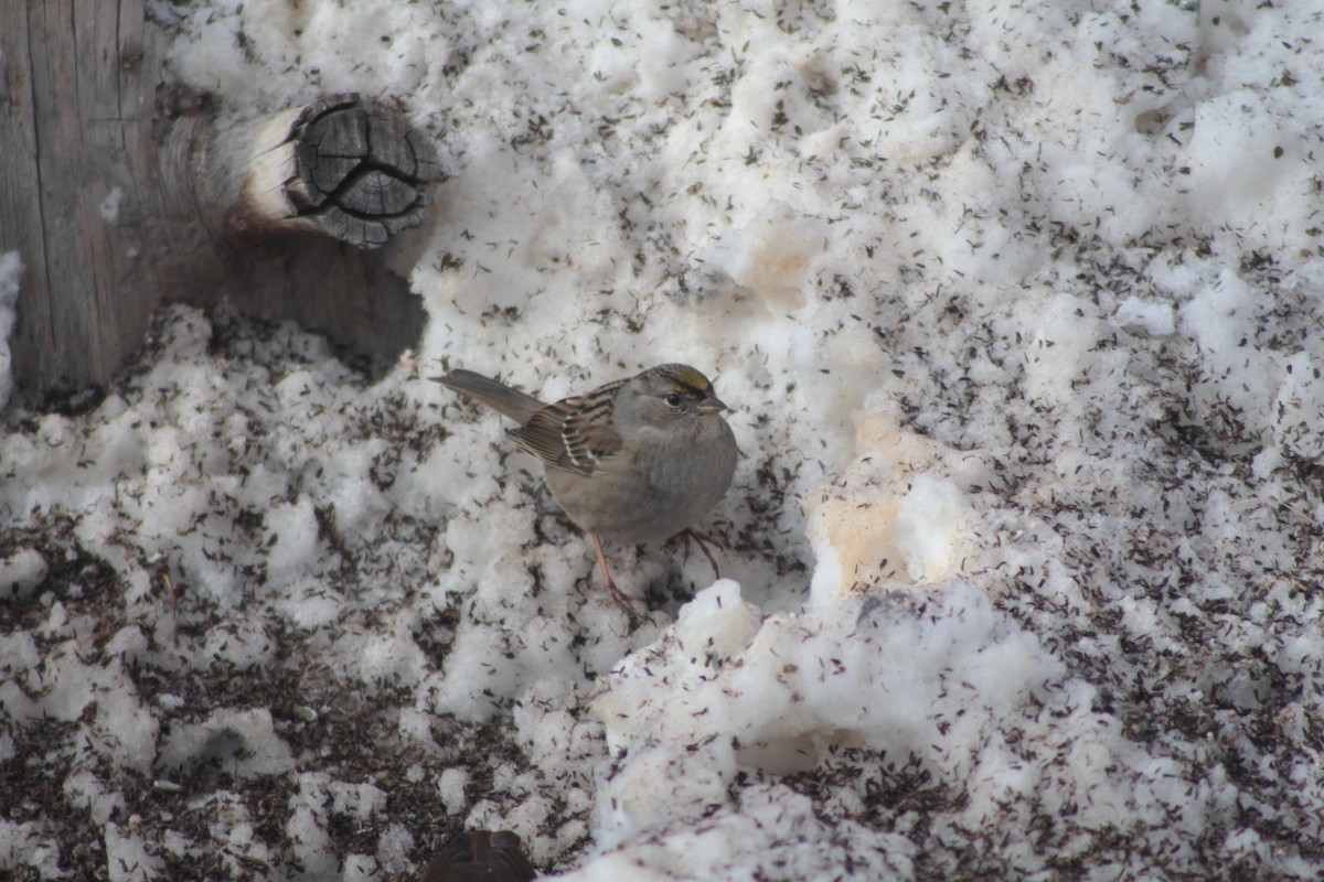 Golden-crowned Sparrow - ML401997321