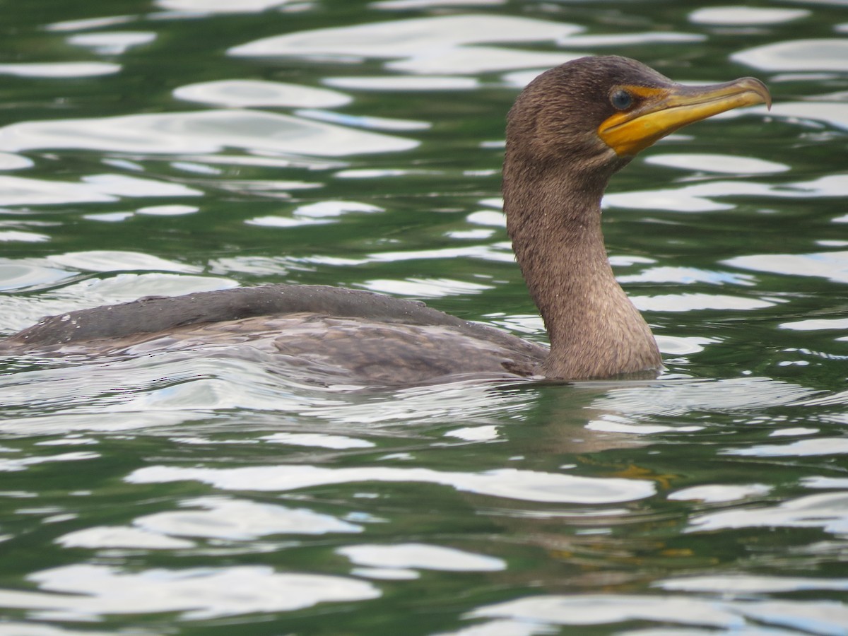 Double-crested Cormorant - ML401997411