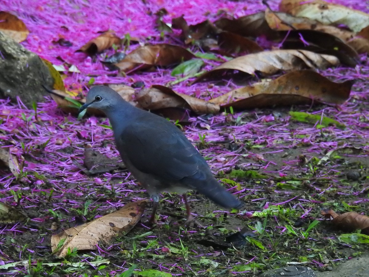 Gray-chested Dove - ML401998351