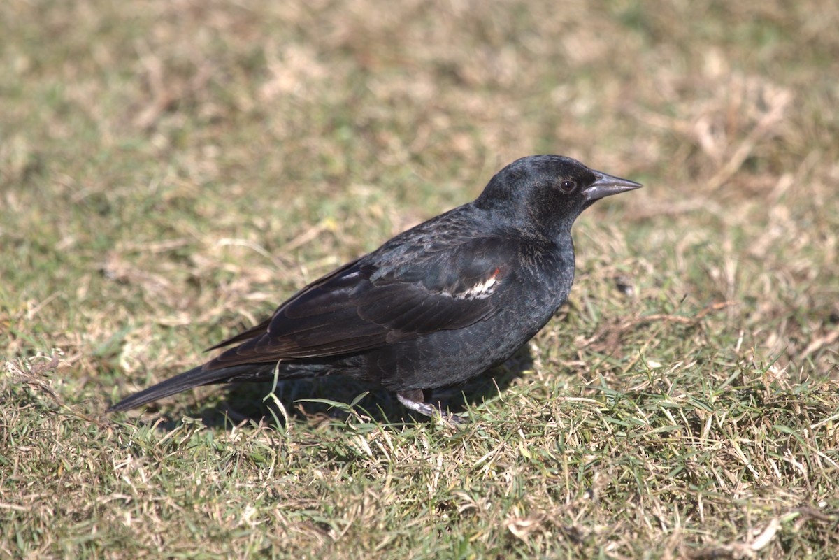 Tricolored Blackbird - John de Koeyer