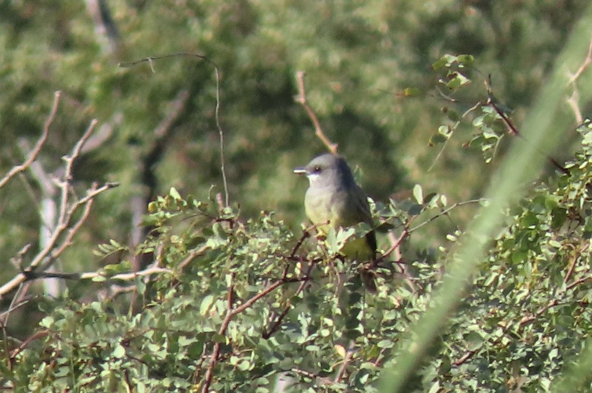 Cassin's Kingbird - ML401998881