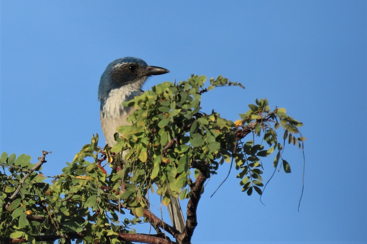 California Scrub-Jay - ML401998951