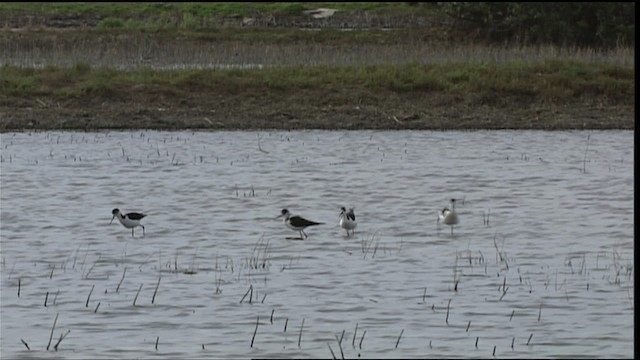 Black-necked Stilt (Black-necked) - ML401999