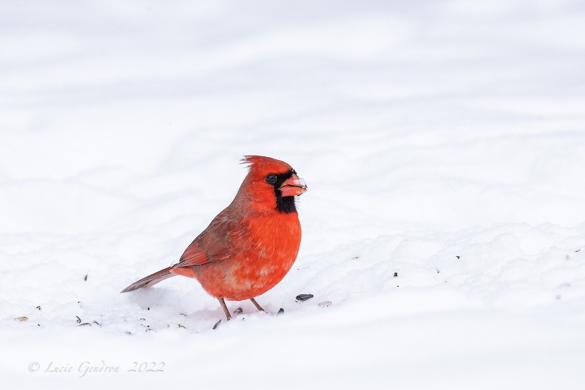 Cardinal rouge - ML401999831