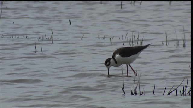 Black-necked Stilt (Black-necked) - ML402000