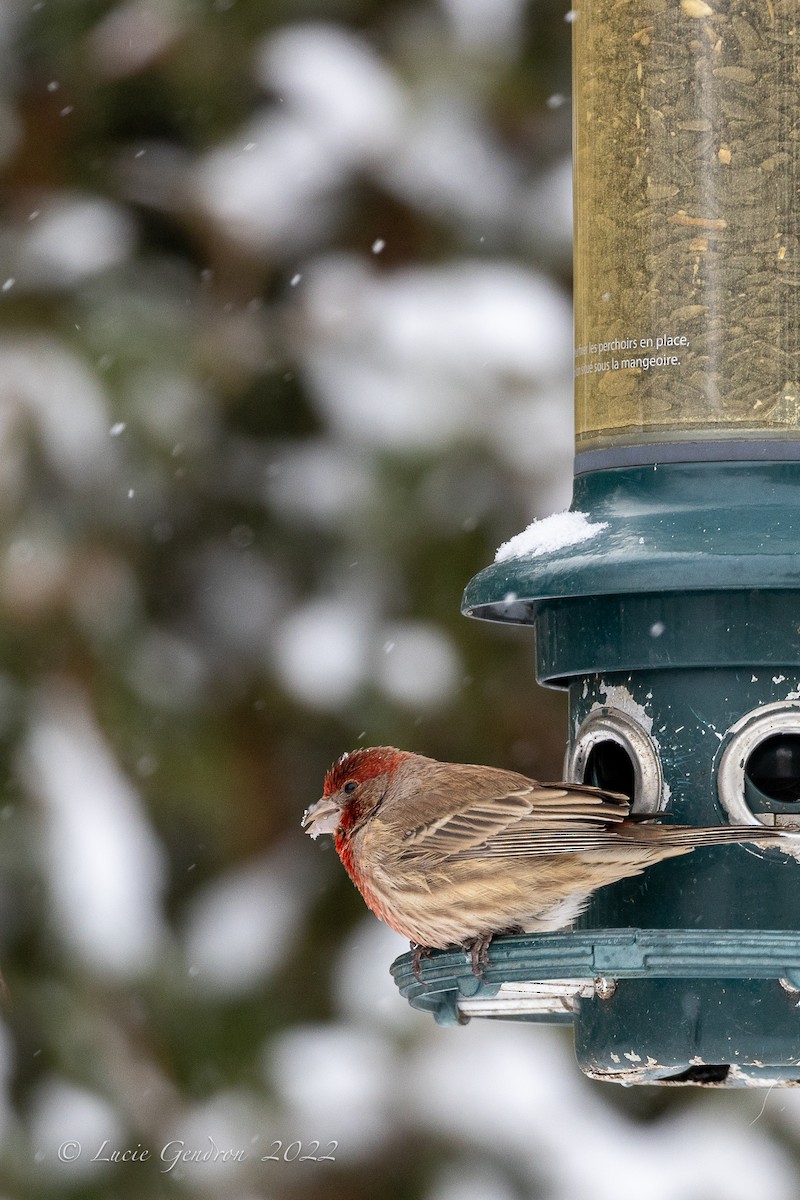 House Finch - Lucie Gendron