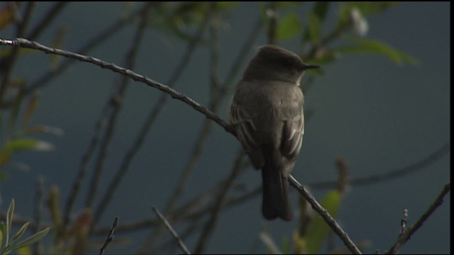 Say's Phoebe - ML402001