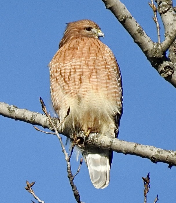 Red-shouldered Hawk - ML402001871