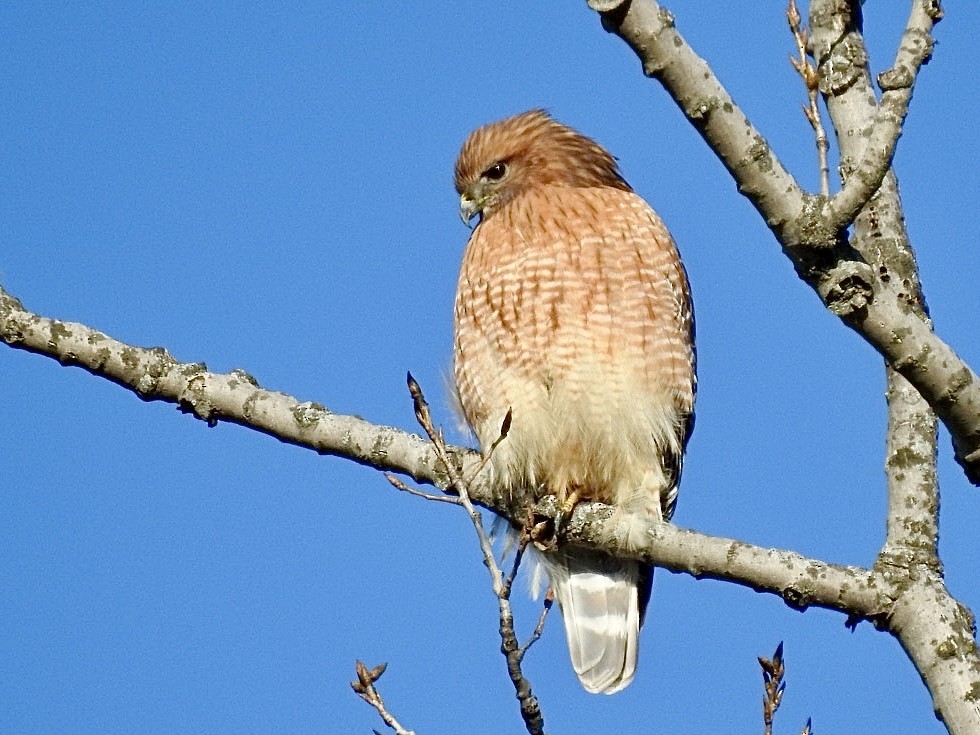 Red-shouldered Hawk - ML402001881