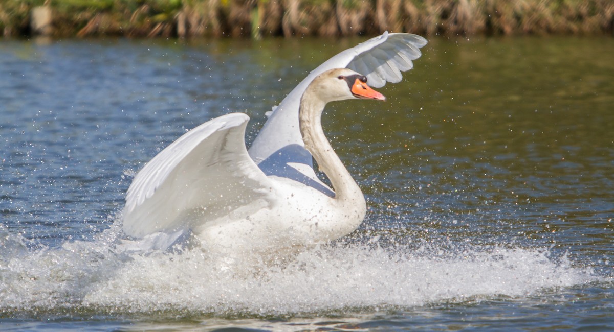 Mute Swan - Francisco Pires