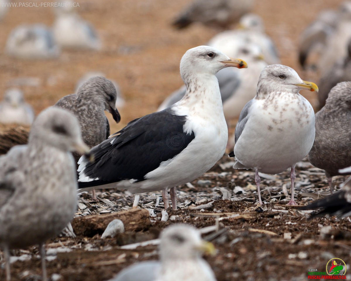 Great Black-backed Gull - ML40200271