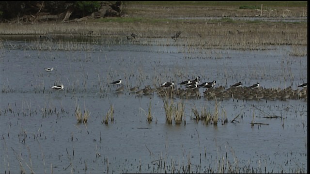 Black-necked Stilt (Black-necked) - ML402004