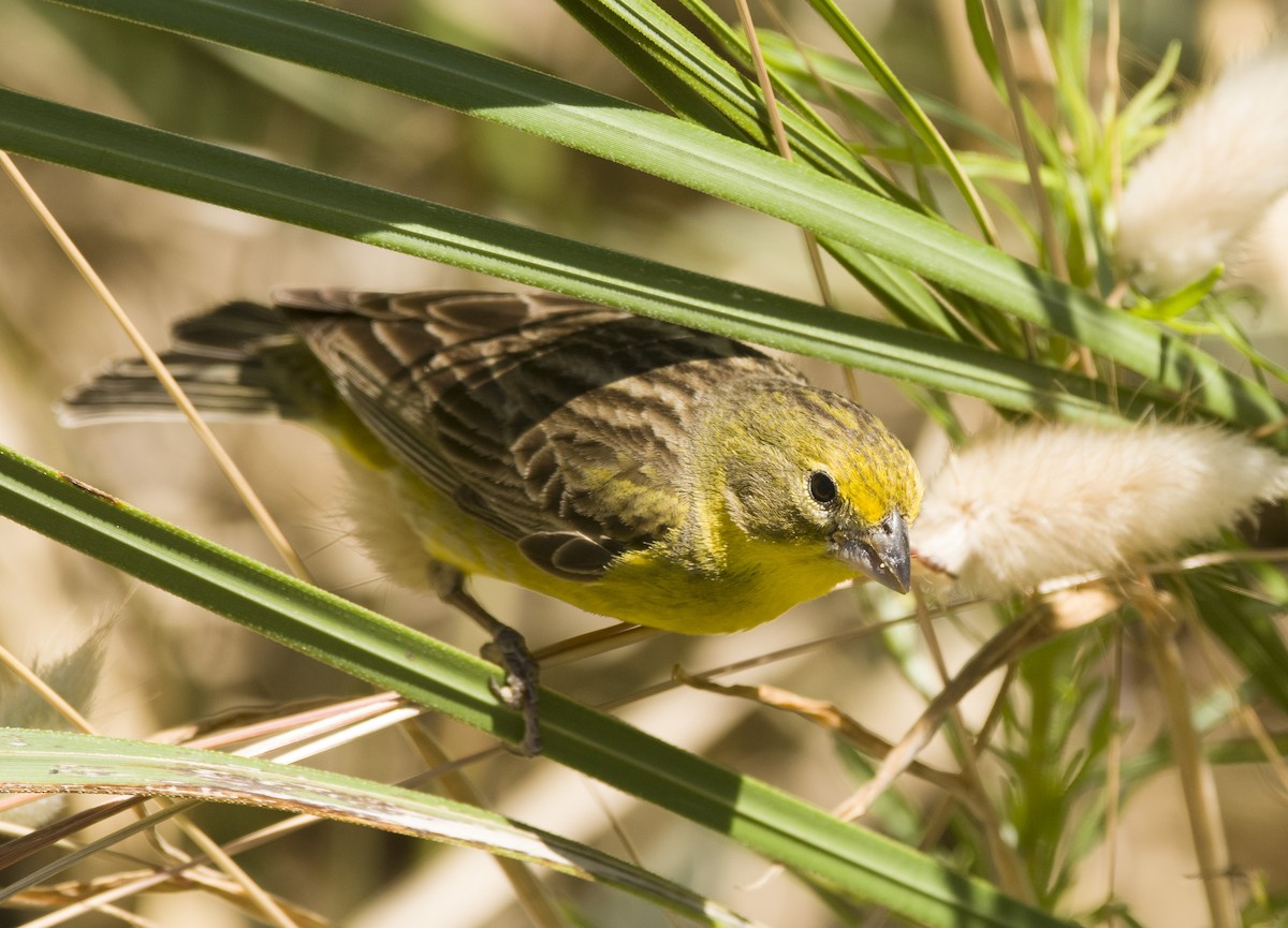 Grassland Yellow-Finch - ML402004541