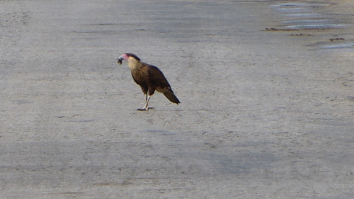 Caracara huppé (cheriway) - ML40200571