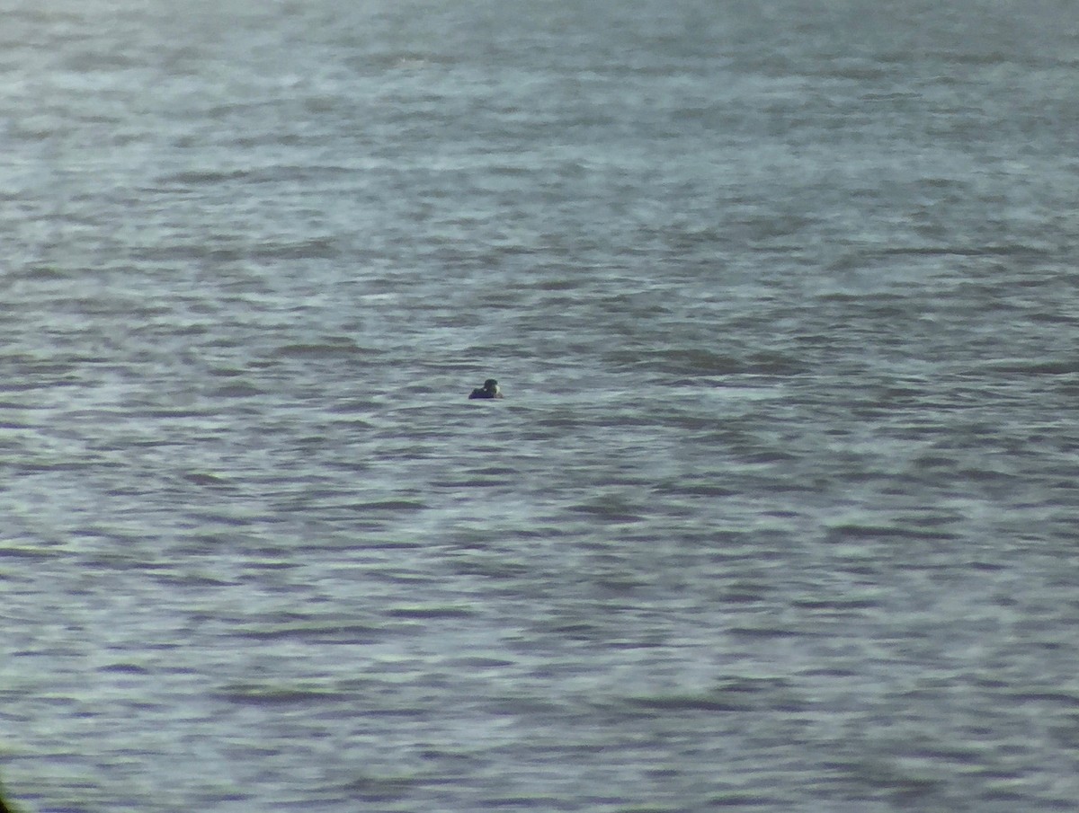 Black Scoter - ML40200651