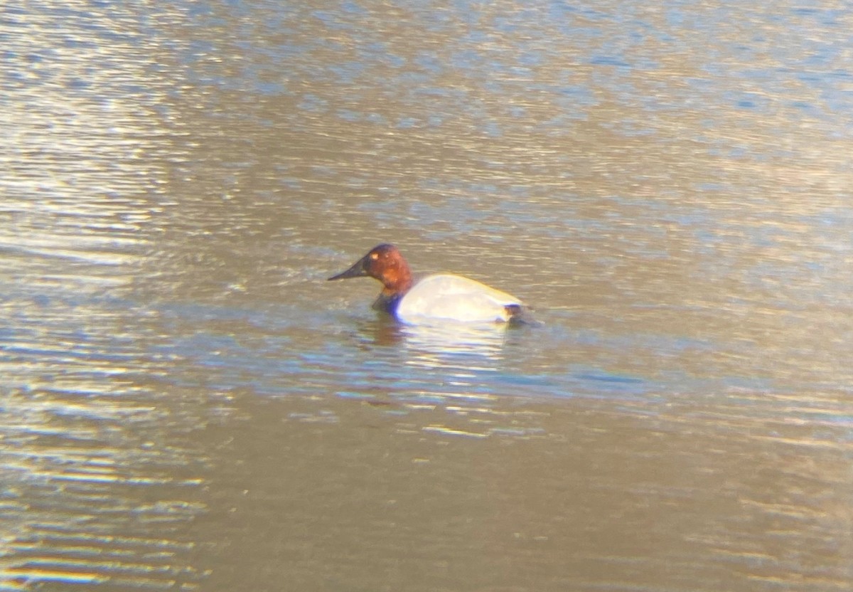 Canvasback - ML402007451