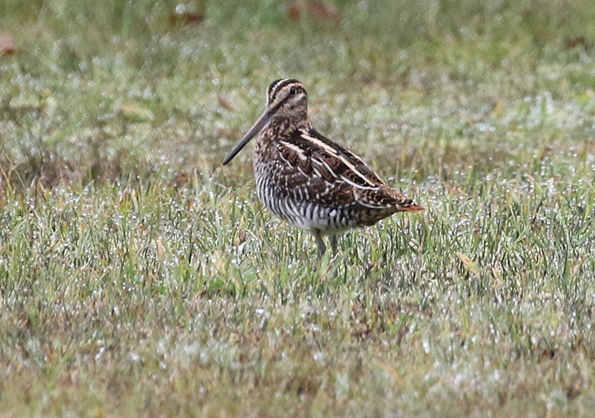 Wilson's Snipe - ML40200751