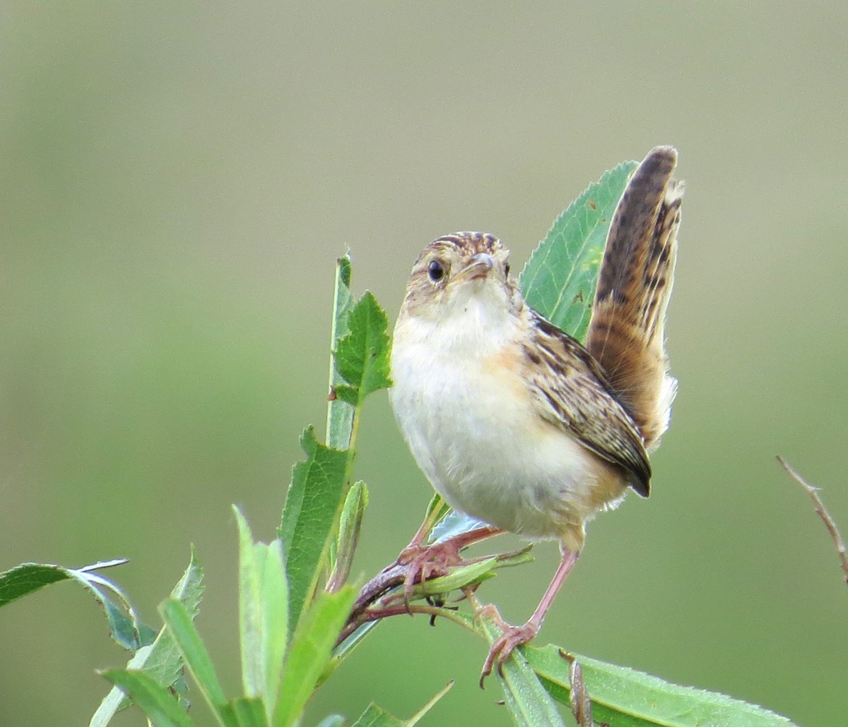 Grass Wren - ML40200801
